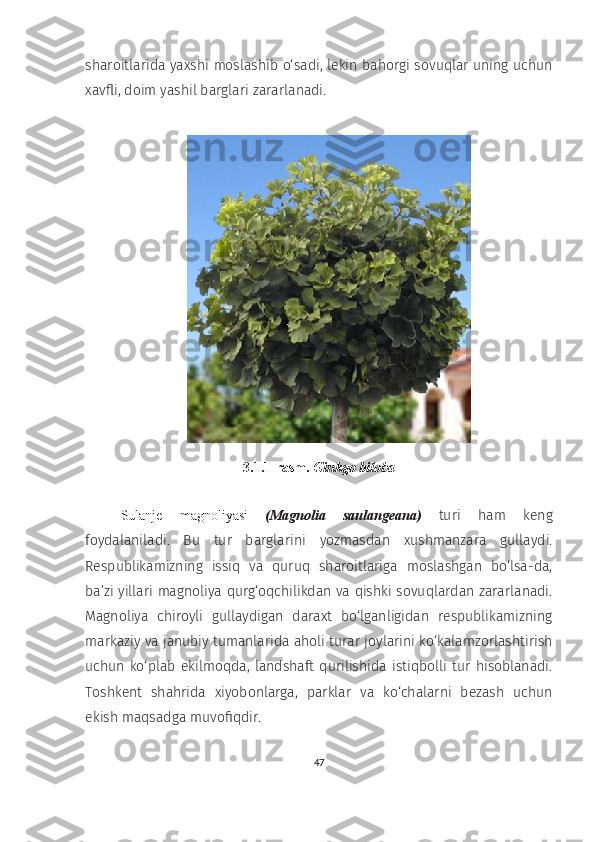 sharoitlarida yaxshi moslashib o‘sadi, lekin bahorgi sovuqlar uning uchun
xavfli, doim yashil barglari zararlanadi.
3.1.1-rasm.  Ginkgo biloba
Sulanje   magnoliyasi   (Magnolia   saulangeana)   turi   ham   keng
foydalaniladi.   Bu   tur   barglarini   yozmasdan   xushmanzara   gullaydi.
Respublikamizning   issiq   va   quruq   sharoitlariga   moslashgan   bo‘lsa-da,
ba’zi yillari magnoliya qurg‘oqchilikdan va qishki sovuqlardan zararlanadi.
Magnoliya   chiroyli   gullaydigan   daraxt   bo‘lganligidan   respublikamizning
markaziy va janubiy tumanlarida aholi turar joylarini ko‘kalamzorlashtirish
uchun  ko‘plab   ekilmoqda,  landshaft   qurilishida  istiqbolli  tur  hisoblanadi.
Toshkent   shahrida   xiyobonlarga,   parklar   va   ko‘chalarni   bezash   uchun
ekish maqsadga muvofiqdir. 
47 