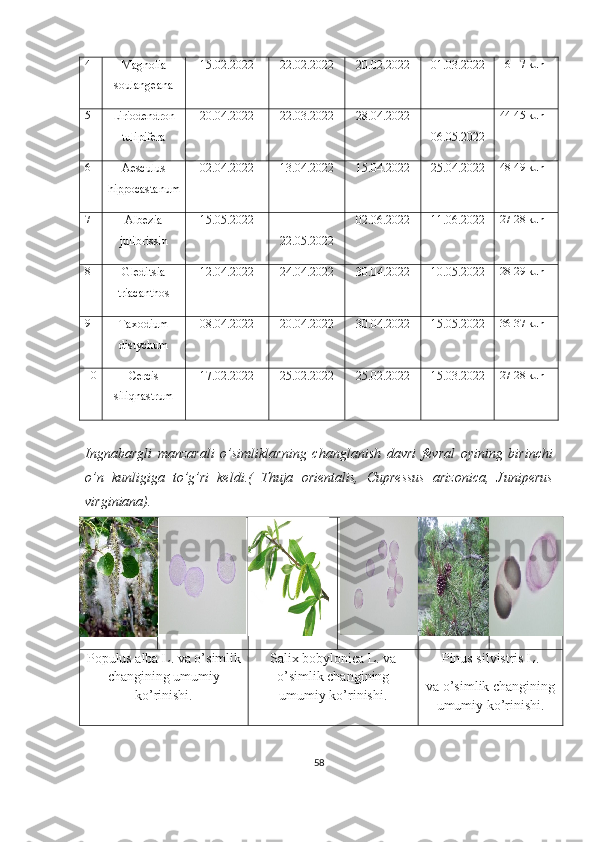 4
Magnolia
soulangeana 15.02 .2022 22.02.2022 20.02.2022 01.03.2022 16-17 kun
5
Liriodendron
tulipifera 20.04.2022 22.03.2022 28.04.2022
06.05.2022 44-45 kun
6
Aesculus
hippocastanum 02.04.2022 13.04.2022 15.04.2022 25.04.2022 48-49 kun
7
Albezia
julibrissin 15.05.2022
22.05.2022 02.06.2022 11.06.2022 27-28 kun
8
Gleditsia
triacanthos 12.04.2022 24.04.2022 30.04.2022 10.05.2022 28-29 kun
9
Taxodium
distychum 08.04.2022 20.04.2022 30.04.2022 15.05.2022 36-37 kun
10
Cercis
siliqnastrum 17.02.2022 25.02.2022 25.02.2022 15.03.2022 27-28 kun
Ingnabargli   manzarali   o’simliklarning   chang lanish   davri   fevral   oyining   birinchi
o’n   kunligiga   to’g’ri   keldi .(   Thuja   orientalis,   Cupressus   arizonica,   Juniperus
virginiana).
Populus alba L. va o’simlik
changining umumiy
ko’rinishi. Salix bobylonica L. va
o’simlik changining
umumiy ko’rinishi. Pinus silvistris L.
va o’simlik changining
umumiy ko’rinishi.
58 