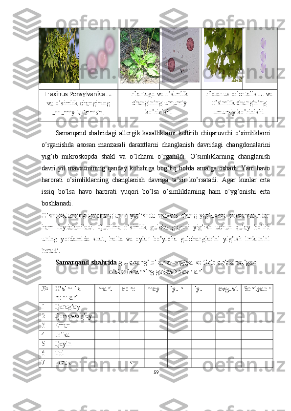 Fraxinus Pensylvanica  L.
va o’simlik changining
umumiy ko’rinishi. Plantago va o’simlik
changining umumiy
ko’rinishi. Platanus  orientalis  L. va
o’simlik changining
umumiy ko’rinishi.
Samarqand shahridagi allergik kasalliklarni keltirib chi q aruvchi o‘simliklarni
o’rganishda   asosan   manzarali   daraxtlarni   changlanish   davridagi   changdonalarini
yig’ib   mikroskopda   shakl   va   o’lchami   o’rganildi.   O’simliklarning   changlanish
davri   yil   mavsumining   qanday   kelishiga   bog’liq   holda   amalga  oshadi.   Yani   havo
harorati   o’simliklarning   changlanish   davriga   ta’sir   ko’rsatadi.   Agar   kunlar   erta
issiq   bo’lsa   havo   harorati   yuqori   bo’lsa   o’simliklarning   ham   o’yg’onishi   erta
boshlanadi.
O’simliklarning   gulchanglarini   yig’ishda   maxsus   chang   yig’uvchi   moslamalardan
ham   foydalaniladi.   Qurilma   o’simlik   gulchanglarini   yig’ish   uchun   qulay   bo’lib
uning   yordamida   soat,   hafta   va   oylar   bo’yicha   gulchanglarini   yig’ish   imkonini
beradi.
Samarqand shahrida   gul changi bilan allergiya keltirib chiqaradigan
o‘simliklarning gullash davrlari
№ O’simlik
nomlari mart aprel may iyun iyul avgust Sentyabr
1 Qarag’ay + +
2 Qoraqarag’ay +
3 Eman + +
4 Jo’ka + + +
5 Qayin + +
6 Tol + +
7 Т erak + +
59 