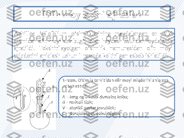 Efir moylarini ajratish
Achillea  Milefolium  o‘simli klar ining  maydalangan  er  ustki 
qismidan efir moyi suv bug‘i bilan haydash usulidan foydalanib 
ajratildi.  Tekshirilayotgan  o‘simlik  namunasidan  efir  moyi 
miqdorini aniqlash uchun 1-rasmda keltirilgan asbob ishlatildi.
1-rasm. O‘simlik tarkibidan efir moyi miqdorini aniqlash 
uchun asbob.
A  –  keng og‘izli tubi dumaloq kolba; 
B  –  rezinali tiqin;
V  –  sharikli qaytar sovutkich; 
G  –  darajalangan qabul qilgich. 