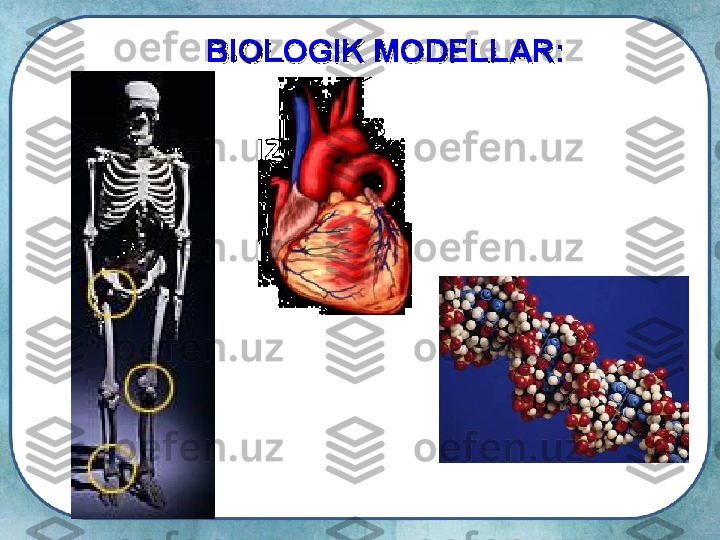 BIOLOGIK MODELLARBIOLOGIK MODELLAR
:: 