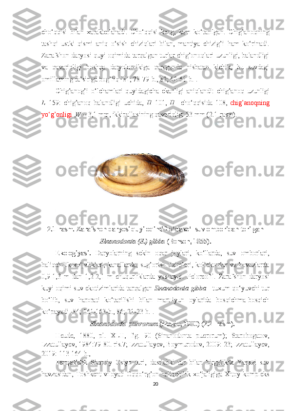 cho‘qqisi   bilan   xarakterlanadi.   Cho‘qqisi   keng,   kam   ko‘tarilgan.   Chig’anoqning
tashqi   ustki   qismi   aniq   o‘sish   chiziqlari   bilan,   mantiya   chizig’i   ham   ko‘rinadi.
Zarafshon daryosi quyi oqimida tarqalgan turlar chig’onoqlari uzunligi, balandligi
va   qavariqligi   boshqa   daryolarnikiga   qaraganda   nisbatan   kichik,   bu   suvdagi
omillarning ta’siriga bog’liq [81; 78-79-b., 82; 60-61-b.]. 
Chig’anog’i   o‘lchamlari   quyidagicha   ekanligi   aniqlandi:   chig’anoq   uzunligi
L –159:   chig’anoq   balandligi   uchida,   H –101,   H   –cho‘qqisida   108,   chig’anoqning
yo‘g’onligi  , W  – 3,1 mm, ikkipallasining qavariqligi 53 mm (2.1-rasm).
2.1-rasm .   Zarafshon daryosi quyi oqimi To‘dako‘l suv omboridan terilgan
Sinanodonta  ( S .)  gibba   ( Benson , 1855).
Ekologiyasi.   Daryolarning   sekin   oqar   joylari,   ko‘llarda,   suv   omborlari,
baliqchilik   xo‘jaliklari,   kanallarda,   sug’orish   tizimlari,   kollektorlar   va   hovuzlarda
0,9-1,3   m   dan   1,2-2,1   m   chuqurliklarda   yashaydi.   Peloreofil.   Zarafshon   daryosi
kuyi oqimi suv ekotizimlarida tarqalgan   Sinanodonta   gibba     tuxum qo‘yuvchi tur
bo‘lib,   suv   harorati   ko‘tarilishi   bilan   mart-iyun   oylarida   bosqichma-bosqich
ko‘payadi [84; 161-163-b., 86; 21-23-b.].
Sinanodonta    puerorum  ( Heude , 1980) (2.2- rasm).
Heude ,   1880,   pl .   XLII,   fig.   90   (Sinanodonta   puerorum);   Starobogatov,
Izzatullayev, 1984:79-80. ris.7; Izzatullayev, Boymurodov, 2009: 23; Izzatullayev,
2019: 113-164 -b . ,
Tarqalishi.   Sharqiy   Osiyo   turi,   dastlabki   tur   bilan   birgalikda   Yanszi   suv
havzasidan, Toshkent  viloyati Oqqo‘rg’on baliqchilik xo‘jaligiga Xitoy kompleks
20 
