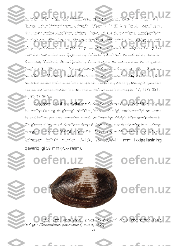 baliqlari   bilan   birgalikda   introduksiya   qilingan.   Izzatullayev   tomonidan   MDH
faunasi uchun birinchi marta ko‘rsatib o‘tilgan. 2014-2019  yillar Z.I.Izzatullayev,
X.T.Boymurodov   Zarafshon,   Sirdaryo  havzalari   suv   ekotizimlarda  tarqalganligini
aniqlashgan   .   Amudaryo   va   Sirdaryo   daryolari   o‘rta   oqimi   sohili   suvlaridan   terib
o‘rganilgan.   Zarafshon   daryosi   qo‘yi   oqimi   sohili   Zarafshon   daryosi;   sun’iy   suv
havzalari suv omborlari: Quy i m o zor, To‘dako‘l, Sho‘rko‘l va boshqalar;  kanallar:
Konimex,   Vobkent,   Amu-Qorako‘l,   Amu-Buxoro   va   boshqalarda   va   irrigasion
(sug’orish)   tizimlari:   Narpay-Navoiy,   Karmana-Konimex   va   Shaxrud;
kollektorlar:   Markaziy   Buxoro,   Bibishirin,   Bosh   Qorako‘l,   Dengizko‘l   magistral
kollektorlaridan materiallar terib aniqlandi. Tarqalishi, zichligi, ekologik guruhlari
haqida biz tamonimizdan birinchi marta ma’lumatlar berilmoqda [47; 2587-2591-
b., 50; 23-26-b.]. 
Chig’ano q  shakli va o‘lchamlari.  Zarafshon daryosi quyi oqimida tarqalgan
bu   mollyuskaning   chig’anog’i   yirikligi,   bir   xil   qalinligi,   ovalsimonligi   va   uncha
baland bo‘lmagan orqa tomonlari hamda zaif mantiya chizig’i bilan xarakterlanadi.
Chig’anoq o‘lchamlari Zarafshon daryosi o‘rta oqimi suv ekotizimlaridagi turlarga
qaraganda     nisbatan   kichikligi   kuzatildi.   Bu nga   suv   muhiti   omillari   o‘z     ta’sirini
ko‘rsatgan   bo‘lishi   mumkin.   L –154,   H –138, W –11   mm   ikkipallasining
qavariqligi 59 mm (2.2- rasm). 
                    2 .2-rasm.   Zarafshon   daryosi   quyi   oqimi   Amu-Buxoro   kanalidan
terilgan   Sinanodonta puerorum  (Heude, 1980).
21 