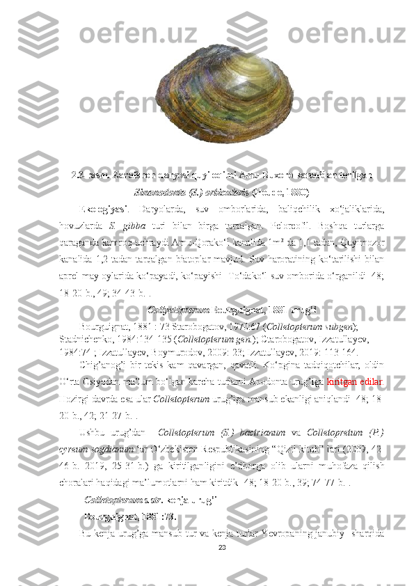 2.3 - rasm .  Zarafshon daryosi quyi oqimi Amu-Buxoro kanalidan terilgan
Sinanodonta (S.) orbicularis  (Heude, 1880) 
Ekologiyasi .   Daryolarda,   suv   omborlarida,   baliqchilik   xo‘jaliklarida,
hovuzlarda   S.   gibba   turi   bilan   birga   tarqalgan.   Peloreofil.   Boshqa   turlarga
qaraganda kamroq uchraydi Amu-Qorako‘l kanalida 1m 2
 da 1,1 tadan, Quyimozor
kanalida   1,2  tadan   tarqalgan  biatoplar   mavjud.   Suv  haroratining  ko‘tarilishi   bilan
aprel-may oylarida ko‘payadi, ko‘payishi   To‘dako‘l suv omborida o‘rganildi [48;
18-20- b ., 49; 34-43- b .].  
Collyetopterum  Bourguignat, 1881 urug’i
Bourguignat, 1881 : 73 Starobogatov, 1970:67 ( Colletopterum subgen ); 
Stadnichenko, 1984:134-135 ( Colletopterum gen. ); Ctarobogatov, Izzatullayev, 
1984:74 ; Izzatullayev, Boymurodov, 2009: 23; Izzatullayev, 2019: 113-164.
Chig’anog’i   bir   tekis   kam   qavargan,   qavatli.   Ko‘pgina   tadqiqotchilar,   oldin
O‘rta Osiyodan ma’lum bo‘lgan barcha turlarni Anodonta urug’iga   kirit gan  edilar.
Hozirgi davrda  esa  ular  Colletopterum  urug’iga mansub ekanligi aniqlandi [48; 18-
20- b ., 42; 21-27- b .].
Ushbu   urug’dan     Colletopterum   (S.)   bactrianum   va   Colletopretum   (P.)
cyreum sogdianum   lar O‘zbekiston Respublikasining “Qizil kitob”   lari (2009, 42-
46-b .   2019,   25-31-b. )   ga   kiritilgan l igini   e ’ tiborga   olib   ularni   m uhofaza   qilish
choralari haqidagi ma’lumotlarni ham kiritdik  [48; 18-20- b ., 39; 74-77- b .].  
Colletopterum s.str . kenja urug’i
Bourguignat, 1881:73.
Bu kenja urug’ga mansub tur  va kenja turlar  Yevropaning janubiy -sharqida
23 