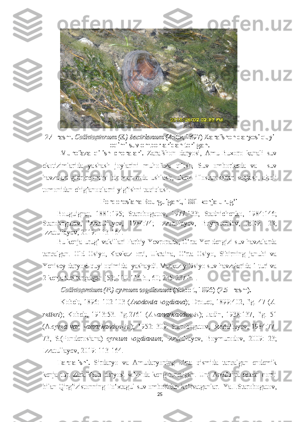 2.4-rasm.   Colletopterum  (S.)  bactrianum  ( Rolle , 1897) Zarafshon daryosi quyi
oqimi suv omborlaridan terilgan.
Muhofaza   qilish   choralari.   Zarafshon   daryosi,   Amu-Buxoro   kanali   suv
ekotizimlarida   yashash   joylarini   muhofaza   qilish,   Suv   omborlarda   va     suv
havzalari   gidrorejimini   bir   maromda   ushlash,   ularni   ifloslanishdan   saqlash,   a h oli
t o monidan chig’anoqlarni yig’ishni taqiqlash. 
                       Ponderosiana Bourguigant, 1881 kenja urug’i
Bouguignat,   1881:195;   Starobogatov,   1977:133;   Stadnichenko,   1984:146;
Starobogatov,   Izzatullayev,   1984:74;   Izzatullayev,   Boymurodov,   2009:   23;
Izzatullayev, 2019: 113-164.
Bu kenja urug’ vakillari Farbiy Yevropada, O‘rta Yer dengizi suv havzalarda
tarqalgan.   Old   Osiyo,   Kavkaz   orti,   Ukraina,   O‘rta   Osiyo,   Sibirning   janubi   va
Yenisey daryosi quyi oqimida  yashaydi. Markaziy Osiyo suv havzalarida 1 turi va
2 kenja turi tarqalgan [52; 110-116- b ., 60; 235-237- b .].
Colletopretum (P.) cyreum sogdianum  (Kobelt, 1896) (2.5- rasm).
Kobelt, 1896: 102-103 ( Anodonta sogdiana );  Drouet, 1899:402, fig. 47 ( A.
retteri );   Kobelt,   1913:53.   fig.2761   ( A.samarkandensis );   Jadin,   1938:137,   fig.   51
(A. cyrea   var.   samarkandensis .);   1952:   309:   Starobogatov,   Izzatullayev,   1984:77-
73,   S.(Ponderosiana)   cyreum   sogdianum ;   Izzatullayev,   Boymurodov,   2009:   23;
Izzatullayev, 2019: 113-164.
Tarqalishi.   Sirdaryo   va   Amudaryoning   o‘rta   qismida   tarqalgan   endemik
kenja   tur.   Zarafshon   daryosi   sohilida   keng   tarqalgan.   Uni   Anadonta   retteri   nomi
bilan Qirg’izistonning To‘xtagul suv omboridan ko‘rsatganlar.  Ya.I.Starobogatov,
25 