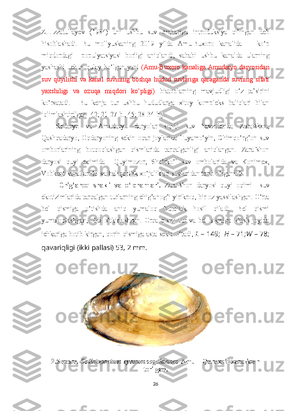 Z.I.Izzatullayev   (1984)   uni   ushbu   suv   omboriga   introduksiya   qilingan   deb
hisoblashadi.   Bu   mollyuskaning   2019   yilda   Amu-Buxoro   kanalida       ko‘p
miqdordagi     populya t siyasi   borligi   aniqlandi,   sababi   ushbu   kanalda   ularning
yashashi  uchun qulay bo‘lgan yani   (Amu-Buxoro kanaliga Amudaryo daryosidan
suv   quyilishi   va   kanal   suvining   boshqa   hudud   suvlariga   qaraganda   suvning   sifati
yaxshiligi   va   ozuqa   miqdori   ko‘pligi)   biatoplarning   mavjudligi   o‘z   ta’sirini
ko‘rsatadi.     Bu   kenja   tur   ushbu   hududlarga   xitoy   kompleks   baliqlari   bilan
iqlimlashtirilgan [42; 21-27- b ., 45; 28-34- b .]. 
Sirdaryo   va   Amudaryo   daryolar   sohili   suv   havzalarida   Zarafshon,
Qashqadaryo,   Oqdaryoning   sekin   oqar   joylarida   Tuyamo‘yin,   Chimqo‘rg’on   suv
omborlarining   botqoqlashgan   qismlarida   tarqalganligi   aniqlangan.   Zarafshon
daryosi   quyi   oqimida     Quyimozor,   Sho‘rko‘l   suv   ombolarida   va   Konimex,
Vobkent kanallarida  va baliqchilik xo‘jaliklari suvlaridan terib o‘rganildi.
Chig’ano q   shakli   va   o‘lchamlari.   Zarafshon   daryosi   quyi   oqimi     suv
ekotizimlarida tarqalgan turlarning chig’anog’i yirikroq, bir oz yassilashgan. O‘rta
bel   qismiga   o‘tishda   aniq   yumaloq   burchak   hosil   qiladi.   Bel   qismi
yumaloqlashgan,   oldi   o‘tkirlashgan.   Orqa   qismi   tor   va   bel   qismiga   o‘tish   joyida
ichkariga botib kirgan, qorin qismiga asta-sekin o‘tadi,  L   – 149;     H   – 71; W   – 78;
qavariqligi (ikki pallasi) 53, 2 mm.
2.5-rasm . Colletopretum  cyreum sogdianum   Amu – Qorako‘l kanalidan
terilgan. 
26 