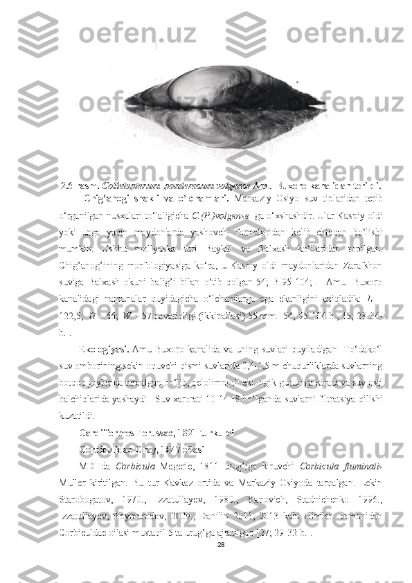 2.6-rasm.  Colletopterum  ponderosum volgense  Amu-Buxoro kanalidan terildi.
Chig’anogi   shakli   va   o‘lchamlari.   Markaziy   Osiyo   suv   tiplaridan   terib
o‘rganilgan nusxalari to‘laligicha  C.(P.)volgense   ga o‘xshashdir. Ular Kaspiy oldi
yoki   unga   yaqin   maydonlarda   yashovchi   formalaridan   kelib   chiqqan   bo‘lishi
mumkin.   Ushbu   mollyuska   turi   Baykal   va   Balxash   ko‘llaridan   topilgan.
Chig’anog’ining   morfologiyasiga   ko‘ra,   u   Kaspiy   oldi   maydonlaridan   Zarafshon
suviga   Balxash   okuni   balig’i   bilan   o‘tib   qolgan[54;   B.95-104;].     Amu-   Buxoro
kanalidagi   namunalar   quyidagicha   o‘lchamlarga   ega   ekanligini   aniqladik:   L   –
122,5;     H  – 66;     W  – 57 qavariqligi (ikkipallasi) 55 mm. [54; 95-104-b., 45; 28-34-
b.].
Ekologiyasi.   Amu-Buxoro kanalida va uning suvlari quyiladigan   To‘dako‘l
suv omborining sekin oquvchi qismi suvlarida 0,4-1,5 m chuqurliklarda suvlarning
botqoq joylarida tarqalgan bo‘lib, pelolimnofil ekologik guruhiga kiradi va suv osti
balchiqlarida yashaydi.  Suv xarorati 10-14  0
S bo‘lganda suvlarni filtra t siya qilishi
k u zatildi.   
Cardiiformes Ferussac, 1821 turkumi
Corbiculidae Gray, 1847 oilasi
MDHda   Corbicula   Megerle,   1811   urug’iga   kiruvchi   Corbicula   fluminalis
Muller   kiritil gan .   Bu   tur   Kavkaz   ortida   va   Markaziy   Osiyoda   tarqalgan.   Lekin
Starobogatov,   1970.,   Izzatullayev,   1980.,   Yanovich,   Stadnichenko   1996.,
Izzatullayev,   Boymurodov,   2009.,   Danilin   2011,   2013   kabi   olimlar     tomonidan
Corbiculdae   oilasi mustaqil 5 ta urug’ga ajratilgan [27; 29-32-b.].   
28 