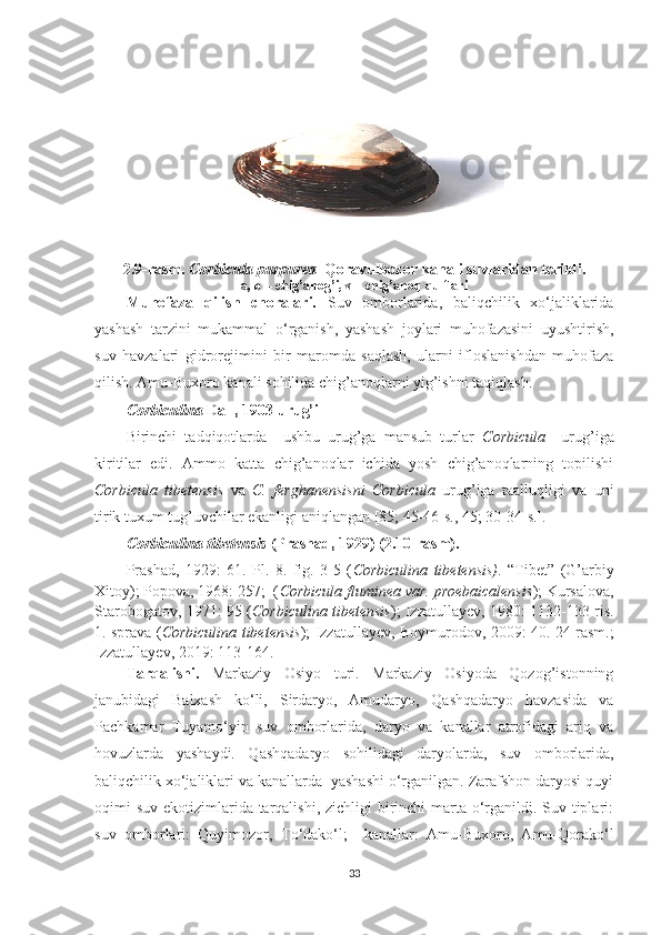 2.9-rasm.  Corbicula   purpurea   Qoravulbozor kanali suvlaridan terildi.
a, b – chig’anog’i, v – chi g’anoq  qulflari
Muhofaza   qilish   choralari.   Suv   omborlarida,   baliqchilik   xo‘jaliklarida
yashash   tarzini   mukammal   o‘rganish,   yashash   joylari   muhofazasini   uyushtirish,
suv   havzalari   gidrorejimini   bir   maromda   saqlash,   ularni   ifloslanishdan   muhofaza
qilish. Amu-Buxoro kanali sohilida chig’anoqlarni yig’ishni taqiqlash.
Corbiculina  Dall, 1903 urug’i
Birinchi   tadqiqotlarda     ushbu   urug’ga   mansub   turlar   Corbicula     urug’iga
kiritilar   edi.   Ammo   katta   chig’anoqlar   ichida   yosh   chig’anoqlarning   topilishi
Corbicula   tibetensis   va   C.   ferghanensisni   Corbicula   urug’iga   taalluqligi   va   uni
tirik tuxum tug’uvchilar ekanligi aniqlangan [85; 45-46-s., 45; 30-34-s.]. 
Corbiculina tibetensis  (Prashad, 1929) (2.10-rasm).
Prashad,   1929:   61.   Pl.   8.   fig.   3-5   ( Corbiculina   tibetensis) .   “Tibet”   (G’arbiy
Xitoy); Popova, 1968: 257;  ( Corbicula fluminea var. proebaicalensis ); Kursalova,
Starobogatov, 1971: 95 ( Corbiculina tibetensis ); Izzatullayev, 1980: 1132-133 ris.
1. sprava ( Corbiculina tibetensis ); Izzatullayev, Boymurodov, 2009: 40. 24 rasm.;
Izzatullayev, 2019: 113-164.
Tarqalishi.   Markaziy   Osiyo   turi.   Markaziy   Osiyoda   Qozog’istonning
janubidagi   Balxash   ko‘li,   Sirdaryo,   Amudaryo,   Qashqadaryo   havzasida   va
Pachkamar   Tuyamo‘yin   suv   omborlarida,   daryo   va   kanallar   atrofidagi   ariq   va
hovuzlarda   yashaydi.   Qashqadaryo   sohilidagi   daryolarda,   suv   omborlarida,
baliqchilik xo‘jaliklari va kanallarda  yashashi o‘rganilgan. Zarafshon daryosi quyi
oqimi suv ekotizimlarida tarqalishi, zichligi birinchi marta o‘rganildi. Suv tiplari:
suv   omborlari:   Quyimozor,   To‘dako‘l;     kanallar:   Amu-Buxoro,   Amu-Qorako‘l
33 