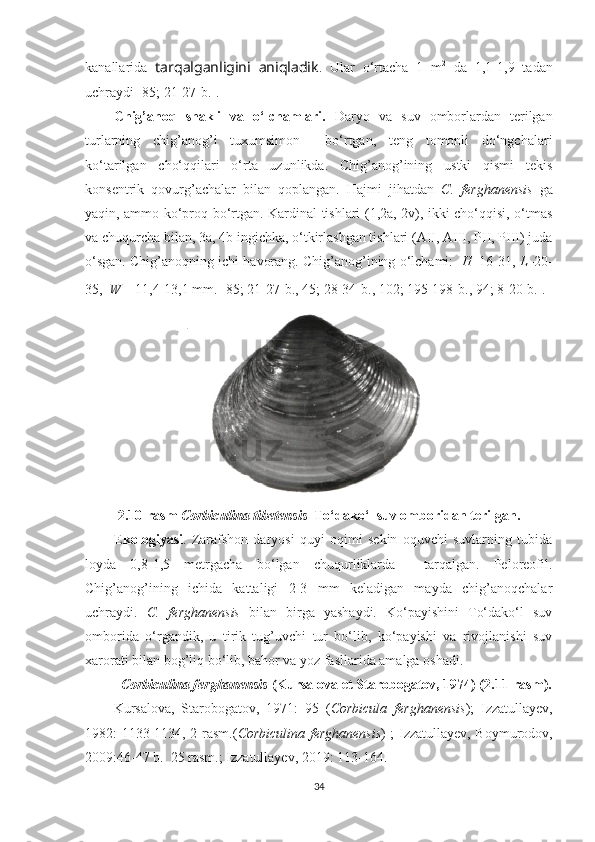 kanallarida   tarqalganligini   aniqladik .   Ular   o‘rtacha   1   m 2
  da   1,1-1,9   tadan
uchraydi [85; 21-27-b.].
Chig’anoq   shakli   va   o‘lchamlari.   Daryo   va   suv   omborlardan   terilgan
turlarning   chig’anog’i   tuxumsimon     bo‘rtgan,   teng   tomonli   do‘ngchalari
ko‘tarilgan   cho‘qqilari   o‘rta   uzunlikda.   Chig’anog’ining   ustki   qismi   tekis
konsentrik   qovurg’achalar   bilan   qoplangan.   Hajmi   jihatdan   C.   ferghanensis   ga
yaqin, ammo ko‘proq bo‘rtgan. Kardinal tishlari (1,2a, 2v), ikki cho‘qqisi, o‘tmas
va chuqurcha bilan, 3a, 4b ingichka, o‘tkirlashgan tishlari (AII, AIII, PII, PIII) juda
o‘sgan. Chig’anoqning ichi havorang. Chig’anog’ining o‘lchami:    H –16-31,  L –20-
35,     W  – 11,4-13,1 mm.   [85; 21-27- b ., 45; 28-34- b ., 102; 195-198- b ., 94; 8-20- b .].
2 .1 0 -rasm  Corbiculina tibetensis    To‘dako‘l suv omboridan terilgan.  
Ekologiyasi .   Zarafshon   daryosi   quyi   oqimi   sekin   oquvchi   suvlarning   tubida
loyda   0,8-1,5   metrgacha   bo‘lgan   chuqurliklarda     tarqalgan.   Peloreofil.
Chig’anog’ining   ichida   kattaligi   2-3   mm   keladigan   mayda   chig’anoqchalar
uchraydi.   C.   ferghanensis   bilan   birga   yashaydi.   Ko‘payishini   To‘dako‘l   suv
omborida   o‘rgandik,   u   tirik   tug’uvchi   tur   bo‘lib,   ko‘payishi   va   rivojlanishi   suv
xarorati bilan bog’liq bo‘lib, bahor va yoz fasllarida amalga oshadi.
Corbiculina ferghanensis  (Kursalova et Starobogatov, 1974) (2.11-rasm).
Kursalova,   Starobogatov,   1971:   95   ( Corbicula   ferghanensis );   Izzatullayev,
1982: 1133-1134, 2-rasm.( Corbiculina ferghanensis ) ; Izzatullayev, Boymurodov,
2009:46-47 b.  25 rasm.; Izzatullayev, 2019: 113-164.
34 