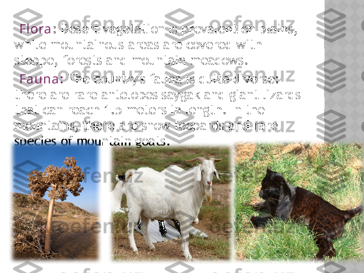      Fl ora : Desert vegetation is prevalent on plains, 
while mountainous areas are covered with 
steppe, forests and mountain meadows.
     Fauna :  The country's fauna is quite diverse: 
there are rare antelopes saygak and giant lizards 
that can reach 1.5 meters in length. In the 
mountains, there are snow leopards and rare 
species of mountain goats.
   