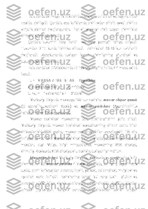 Dala qandalasi imagolik bosqichida - o’simlik qoldiqlari va begona o’tlar
orasida   qishlaydi.   Qandala   erta   ko’klamda   qishlovdan   chiqib   avval   qishloq
xo’jalik   ekinlari   rivojlanguncha     har   xil   yovvoyi   o’sib   turgan   o’simliklar
shirasini so’rib oziqlanadi.
Qandala   tuxumini   barg   bandi     va   barg   yaprog’i   ichiga   qo’yadi.
Tuxumdan   7-10   kunda   lichinka   chiqadi.   Lichinkalari   25-35   kun   oziqlanib
rivojlanadi.   Zararkunanda   tushgan   kanon   o’simligining   g’unchasi   va
tugunchalari to’kilib ketadi.
Dala qandalasi O’zbekistonda ob-havoga  bog’liq holda 3-4 marta avlod
beradi.
Tur - MAXSAR PASHSHASI -  Trypetidae 
oila- chiporqanotlilar - Tephritidae
turkum – ikkiqanotlilar  - Diptera
Markaziy   Osiyoda  maxsarga   ikki  tur  pashsha:   maxsar  chipor   qanoti
(CHaetorellia   sarthami   Stask.)   va   maxsar   pashshasi   (Asanthiophilus
helianthi Rossi.) zarar yetkazadi.
Maxsar   pashshasi   maxsarning   doni   boshlang’ichini   yo’q   qiladi.
Markaziy   Osiyoda   maxsar   boshchasi   savatchasining   chipor   qanot   bilan
shikastlanishi   55%   gacha,   maxsar   pashshasi   bilan   zararlanishi   1%   cha
bo’lganligi ma’lum. Maxsar pashshasi ba’zi joylarda juda ko’payib ketadi;
masalan,   quyi   Volga   bo’yi   mintaqalarida   maxsarning   76%   chasiga,
shimoliy Kavkazda 80% chasiga shu pashsha tushganligi ma’lum.
Maxsar pashshasi  Markaziy Osiyoda, Kavkazda va yevropaning ko’p
qismida   bo’ladi. Maxsar pashsha   4-7   mm   kattalikda, qo’ng’ir,  deyarli  qora
tusda; qorni ko’kragidan qoraroq; boshi, yelkasi, qalqonchasi, mo’ylovi va
oyoqlari   sariq   bo’ladi.   Pashshaning   tanasi   kul   rang   tusli     g’ubor   va
qoramtir   tuklar   bilan   siyrak   qoplangan;   qalqonchasida   dag’al   tuklardan
to’rttasi   joylashgan.   Rangsiz   qanotida   dog’chalardan   tashkil   topgan 