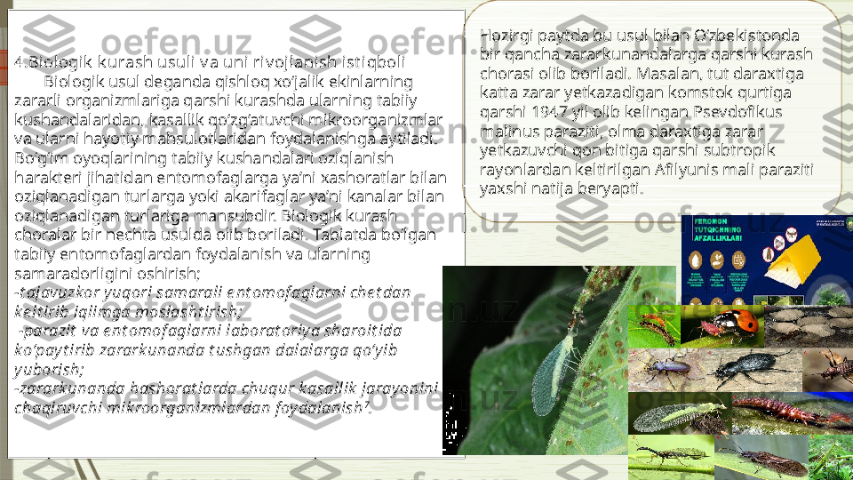 4. Biologik  k urash usuli v a uni riv ojlani sh i st i qbol i
        Biologik usul deganda qishloq xo‘jalik ekinlarning 
zararli organizmlariga qarshi kurashda ularning tabiiy 
kushandalaridan, kasallik qo‘zg‘atuvchi mikroorganizmlar 
va ularni hayotiy mahsulotlaridan foydalanishga aytiladi.
Bo‘g‘im oyoqlarining tabiiy kushandalari oziqlanish 
harakteri jihatidan entomofaglarga yaʼni xashoratlar bilan 
oziqlanadigan turlarga yoki akarifaglar yaʼni kanalar bilan 
oziqlanadigan turlariga mansubdir. Biologik kurash 
choralar bir nechta usulda olib boriladi. Tabiatda bo‘lgan 
tabiiy entomofaglardan foydalanish va ularning 
samaradorligini oshirish;
-t ajavuzkor y uqori samarali e nt omof aglarni che t dan 
ke lt irib iqlimga moslasht irish;
  -parazit  va e nt omof aglarni laborat oriy a sharoit ida 
ko‘pay t irib zarark unanda t ushgan dalalarga qo‘y ib 
yuborish;
-zarark unanda hashorat larda chuqur k asallik  jarayonini 
chaqiruvchi mik roorganizmlardan f oydalanish 7
. Hozirgi paytda bu usul bilan O‘zbekistonda 
bir qancha zararkunandalarga qarshi kurash 
chorasi olib boriladi. Masalan, tut daraxtiga 
katta zarar yetkazadigan komstok qurtiga 
qarshi 1947 yil olib kelingan Psevdofikus 
malinus paraziti, olma daraxtiga zarar 
yetkazuvchi qon bitiga qarshi subtropik 
rayonlardan keltirilgan Afilyunis mali paraziti 
yaxshi natija beryapti.              