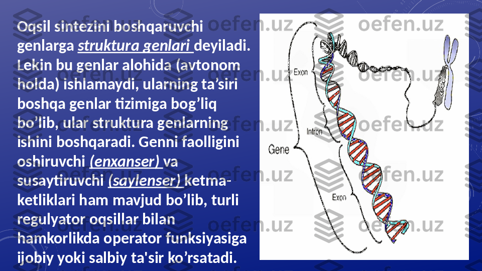 О qsil sint е zini b о shqaruvchi 
g е nlarga  struktura g е nlari  d е yiladi. 
L е kin bu g е nlar al о hida (avt о n о m 
h о lda) ishlamaydi, ularning ta’siri 
b о shqa g е nlar tizimiga b о g’liq 
bo’lib, ular struktura g е nlarning 
ishini b о shqaradi. G е nni faolligini 
oshiruvchi  (enxans е r)  va 
susaytiruvchi  (sayl е ns е r)  k е tma-
k е tliklari ham mavjud bo’lib, turli 
r е gulyator oqsillar bilan 
hamkorlikda op е rator funksiyasiga 
ijobiy yoki salbiy ta'sir ko’rsatadi. 