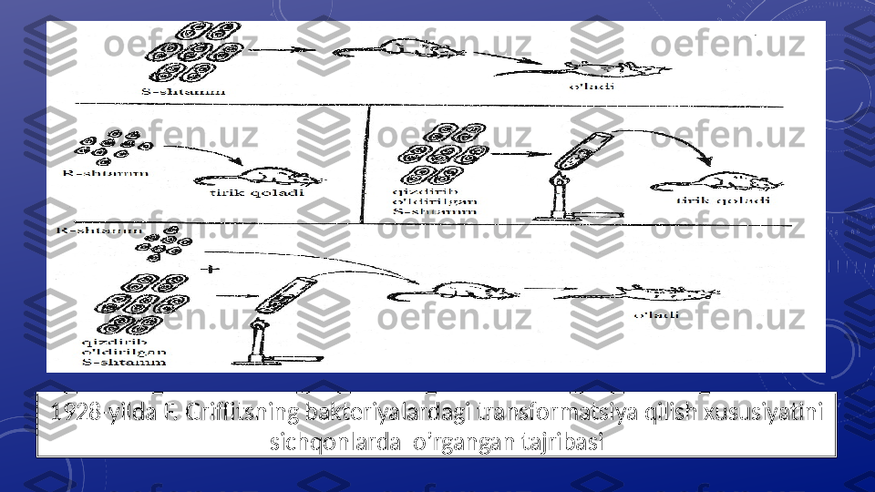 1928-yilda F. Griffitsning bakteriyalardagi transformatsiya qilish xususiyatini 
sichqonlarda  o’rgangan tajribasi 