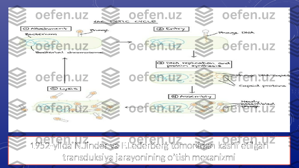 1952- yilda N.Jinder va F.Lederberg tomonidan kashf etilgan 
transduksiya jarayonining o’tish mexanizmi 