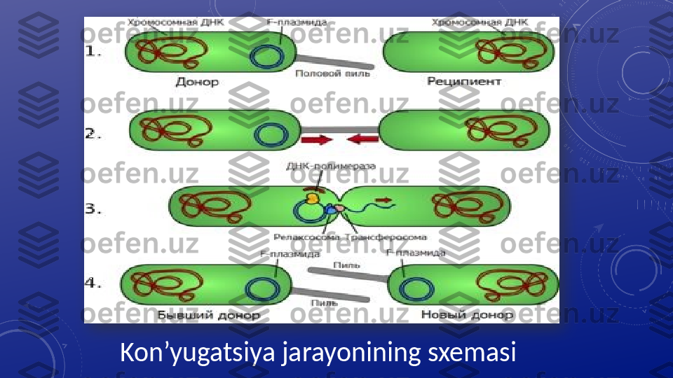 Kon’yugatsiya jarayonining sxemasi   