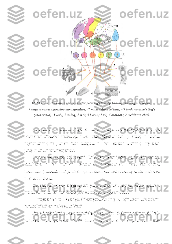 14.3.1-rasm. Bosh miya yarim sharlar po’stlog’ida ba’zi funksiyalarning markazlari.
I-orqa miya va uzunchoq miya qismlari; II-miya ustuni bo’limi; III-bosh miya po’stlog’i
(neokorteks). 1-ko’z; 2-quloq; 3-teri; 4-burun; 5-til; 6-mushak; 7-me’da va ichak.
Bu   muammoni   chuqur   o’rganish   uchun   ontogenetik   va   qiyosiy   fiziologik
izlanishlar   o’tkazish   maqsadga   muvofiqdir.   Masalan   turli   yoshdagi   bolalarda
neyronlarning   rivojlanishi   turli   darajada   bo’lishi   sababli   ularning   oliy   asab
jarayonlari turlicha rivojlanadi.
Shartsiz   va   shartli   reflekslarni   funksional   ahamiyatiga   qarab   bir   qancha
guruhlarga   bo’lish   mumkin:   ovqatlanish,   himoyalanish,   jinsiy,   statokinetik,
lokomotor (harakat), mo’ljal olish, gomeostazni saqlovchi, ekologik, ota-onalik va
boshqa reflekslar.
Ovqatlanish   refleklariga   ovqat   yutish,   chaynash,   emish,   so’lak   ajratish,
me’da va me’da osti bezi sekresiyasi va boshqa reflekslar kiradi.
Himoyalanish reflekslariga  shikast yetkazuvchi yoki og’rituvchi ta’sirotlarni
bartaraf qiladigan reaksiyalar kiradi.
Jinsiy jarayonlarni yuzaga chiqarishga aloqador reflekslarning hammasi  jinsiy
reflekslar   guruhiga   kiradi.   Naslni   boqish   va   parvarish   qilishga   aloqador   ota- 